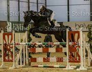 Lucky della Verdina TosTour2013- S5 3242 : Arezzo, Arezzo Equestrian Centre, Cavalli d'Italia, Lucky della Verdina, Toscana Tour 2013, foto di Stefano Secchi ©